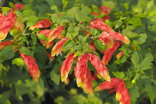Red Shrimp Plant - 5in Pot - Vibrant Red Blooms - Justicia brandegeeana - Easy Care Indoor/Outdoor Plant for Hummingbirds and Butterflies