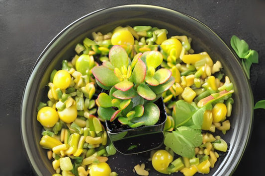 Jade Plant Cutting - Crassula Ovata - Lucky Money Plant - Easy to Grow Succulent Cutting for Home Decor