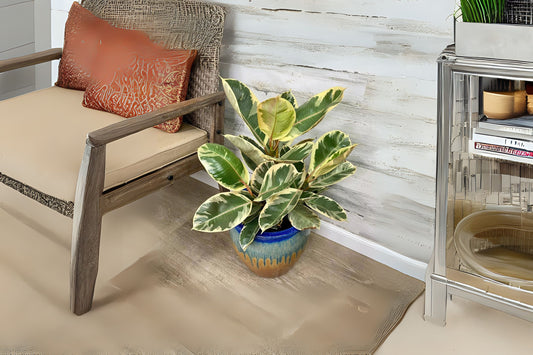 Ficus Tineke Double Stem Plant - Variegated Elastica Rubber - 3 Gallon Pot - Ficus elastica