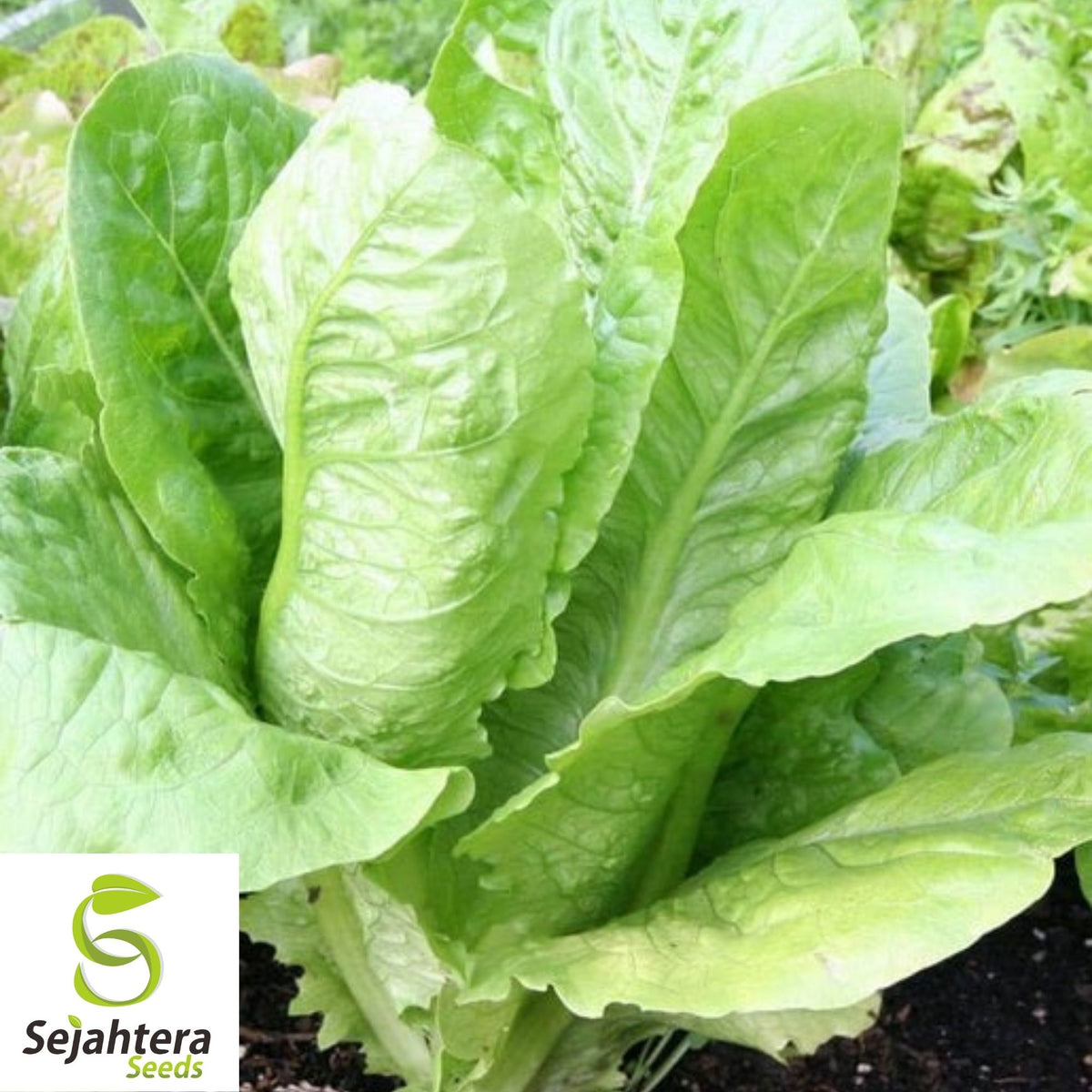 Parris Island Cos Romaine Lettuce Seeds 600+ | Crisp Vegetable NON-GMO USA