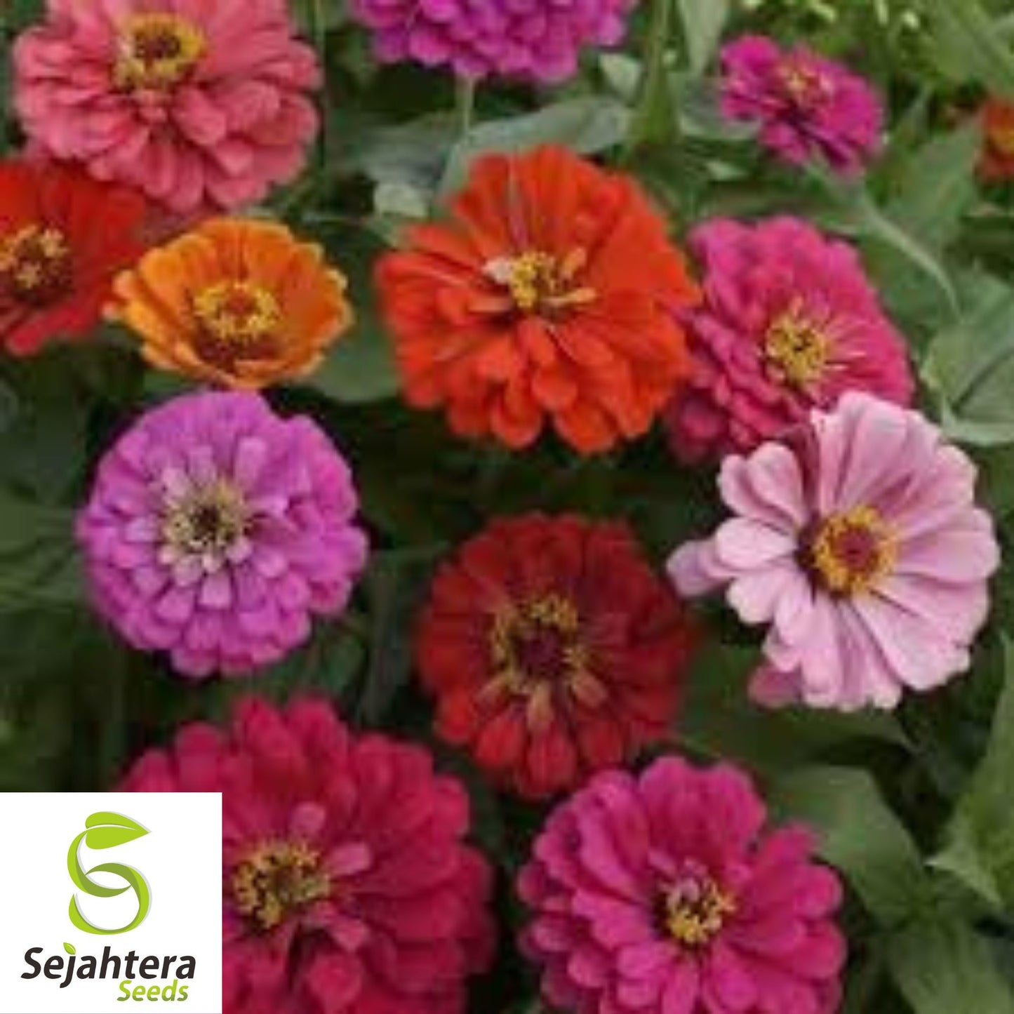 California Giant Zinnia Seeds - 1000+ Heirloom Mix - Bright & Pollinator-Friendly