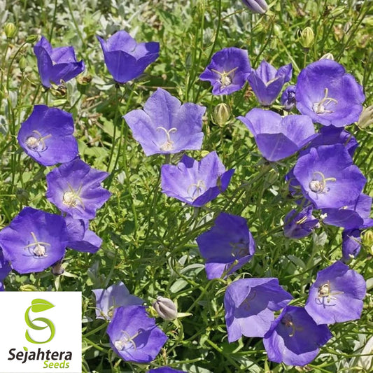 500+ Tussock Bellflower Seeds - Campanula Carpatica, Perennial Flower