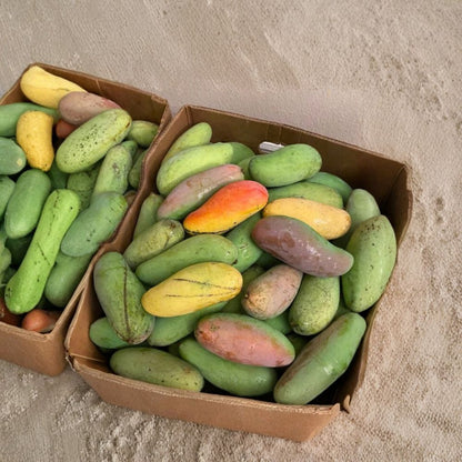 Maha Chanook Thai Mango Tree – Mangifera indica Live Tree | 3 Feet Tall | 3-Gal Pot  Premium Thai Variety | Sweet & Aromatic | No Ship to CA, HI, PR, GU, AK