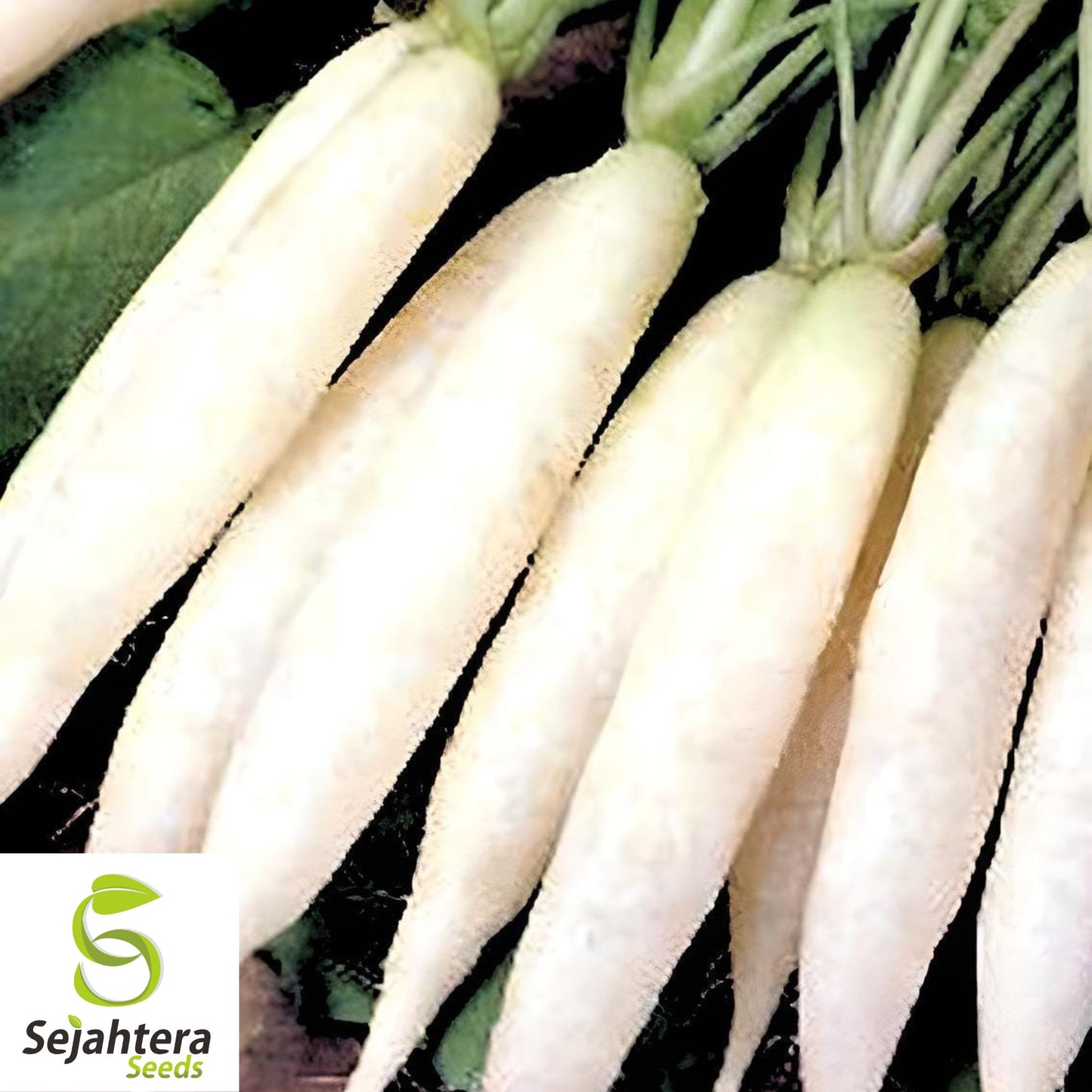 White Icicle Radish Seeds - 100+ Heirloom, Organic, Non-GMO, Crisp & Rare