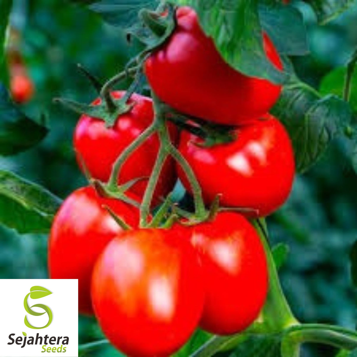 Napoli Tomato Seeds - 120+ Heirloom - Organic, Non-GMO & Fresh