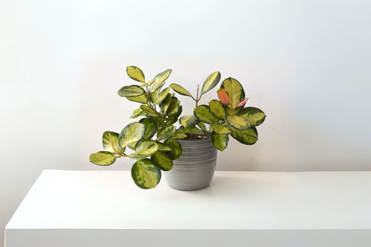 Hoya Plant 5in Pot - Hoya Australis - White Flowers - Strong, Well-Rooted Indoor Houseplant