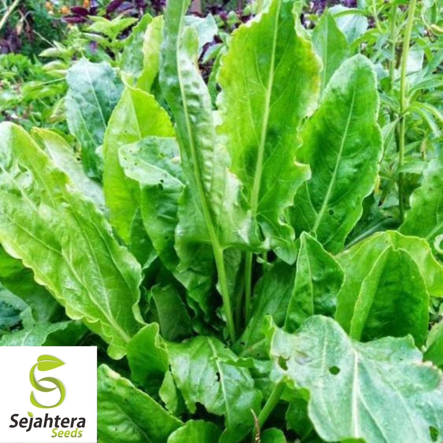 Sorrel Seeds 300+ | Broadleaf Herb Heirloom Perennial NON-GMO Garden USA