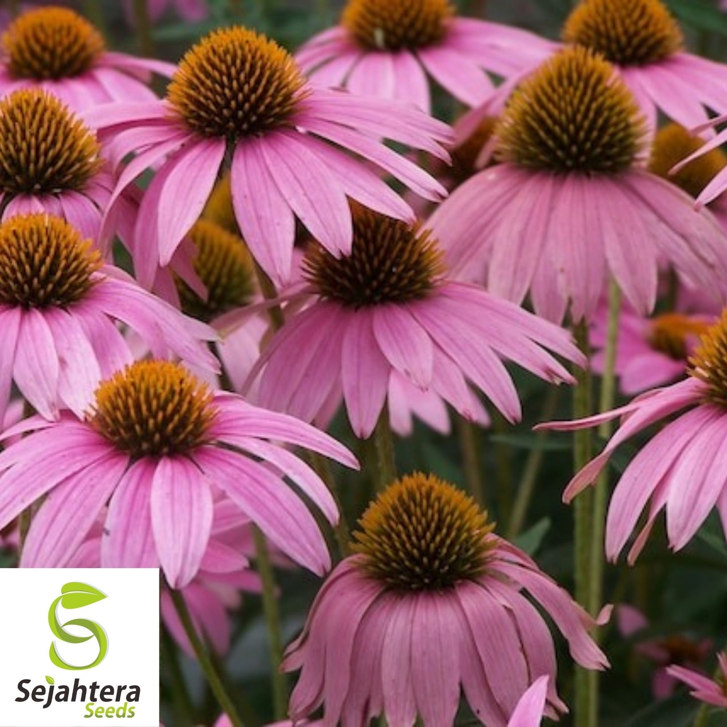 Purple Coneflower Seeds 200+ | Echinacea Perennial Wildflower NON-GMO USA