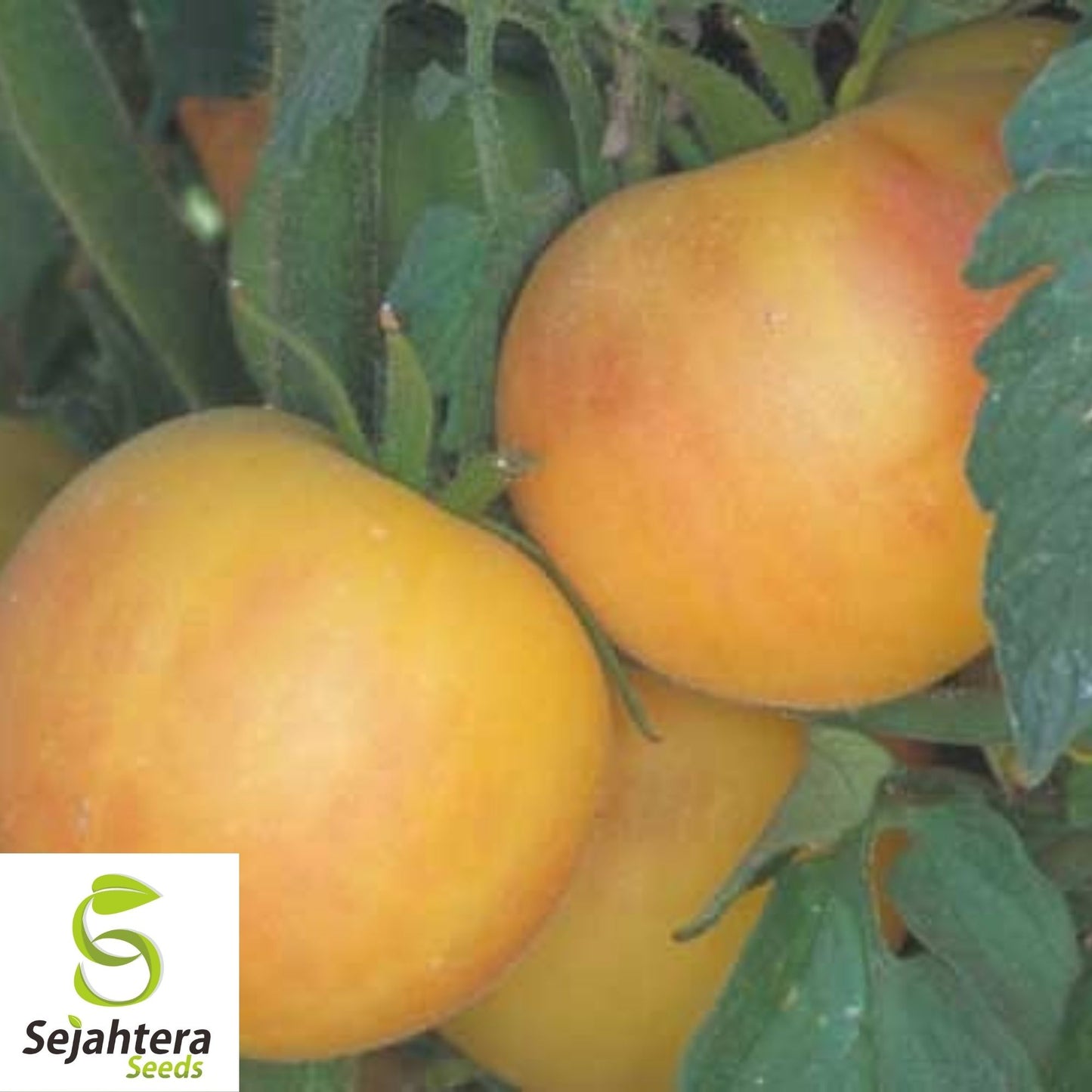 30 Garden Peach Tomato Seeds - Non-GMO, Unique & Sweet Heirloom Variety