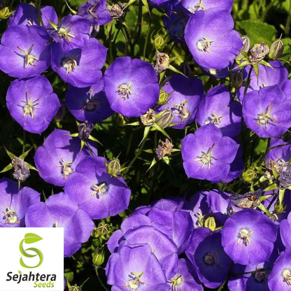 500+ Tussock Bellflower Seeds - Campanula Carpatica, Perennial Flower