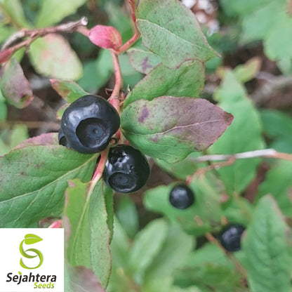 Black Gold Huckleberry Seeds {Vaccinium membranaceum} 30+ Seeds