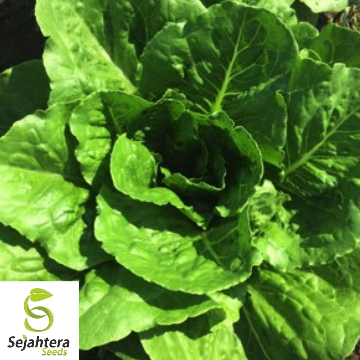 Parris Island Cos Romaine Lettuce Seeds 600+ | Crisp Vegetable NON-GMO USA