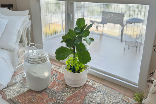 Fiddle Leaf Fig Plant in 3 Gallon Pot, Ficus lyrata, Live Indoor Houseplant for Home Decor, Nursery Quality Plant
