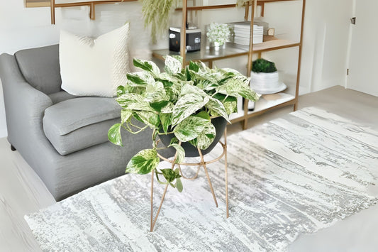 Lot of 4 Marble Queen Pothos Houseplants, 4in Pot, Variegated Green & White, Epipremnum aureum 'Marble Queen'
