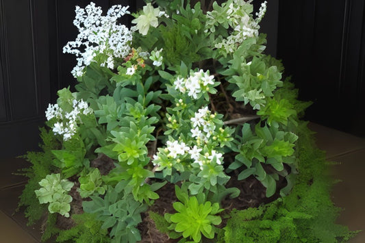 Dwarf Native Myrtle Cuttings - 5 Myoporum Parvifolium - Hardy Ground Cover - Drought Tolerant - Free Shipping Over $35