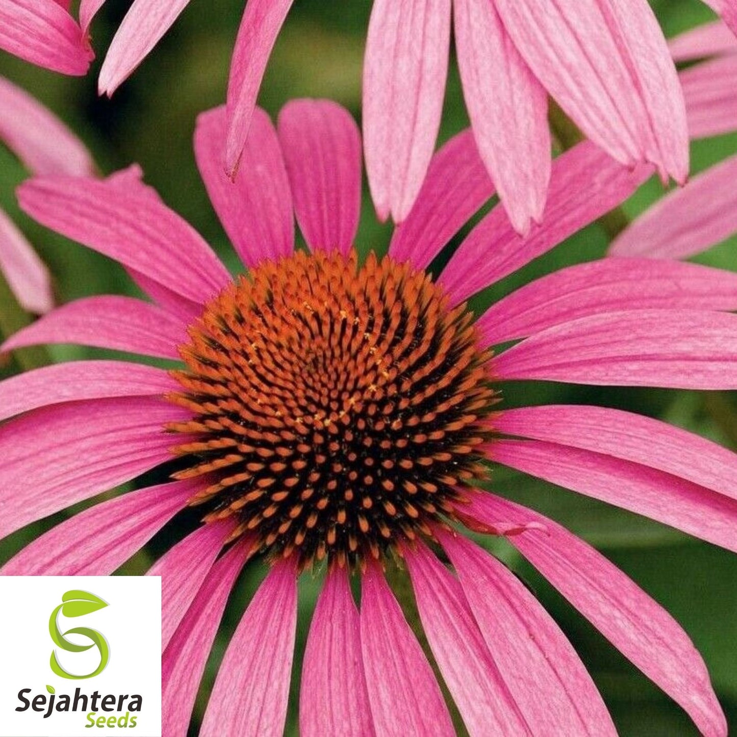 Purple Coneflower Seeds 200+ | Echinacea Perennial Wildflower NON-GMO USA