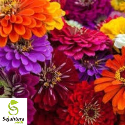 California Giant Zinnia Seeds - 1000+ Heirloom Mix - Bright & Pollinator-Friendly