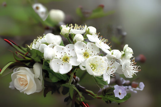 Downy Hawthorn (Crataegus mollis)