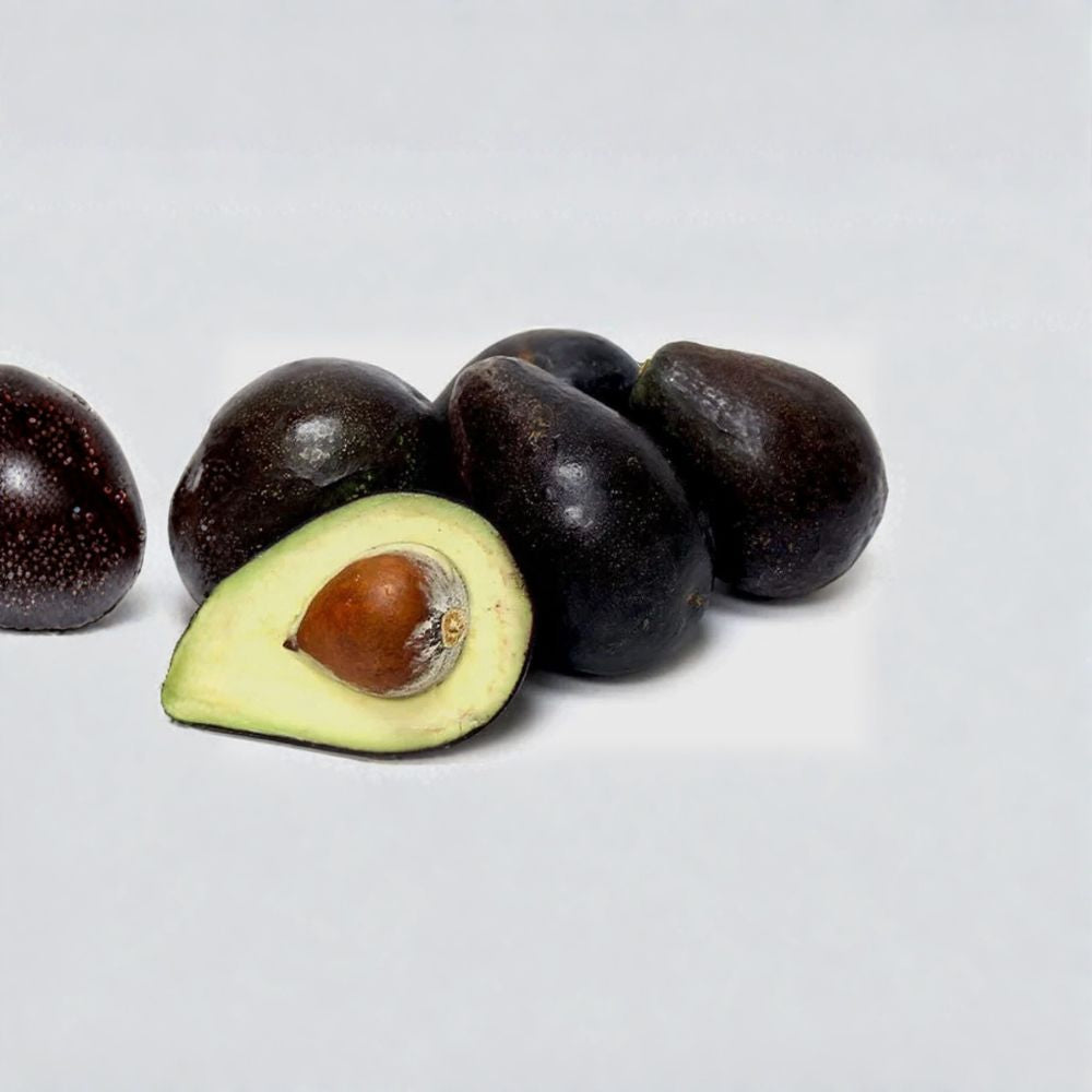 Oro Negro Avocado Tree – Persea americana Grafted Live Tree | 2–4 Feet Tall  Black Skin Avocado | Rich & Creamy Flavor | Excellent Container Variety