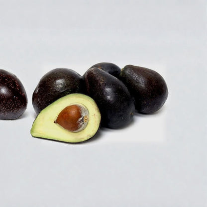 Oro Negro Avocado Tree – Persea americana Grafted Live Tree | 2–4 Feet Tall  Black Skin Avocado | Rich & Creamy Flavor | Excellent Container Variety