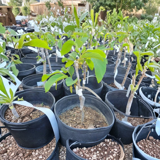 Geffner Atemoya – Annona atemoya ‘Geffner’ Grafted Live Fruit Tree | 3 Feet Tall | Shipped in 3 Gallon Pot  Sweet Custard Flavor | Productive Variety | Tropical Backyard Favorite
