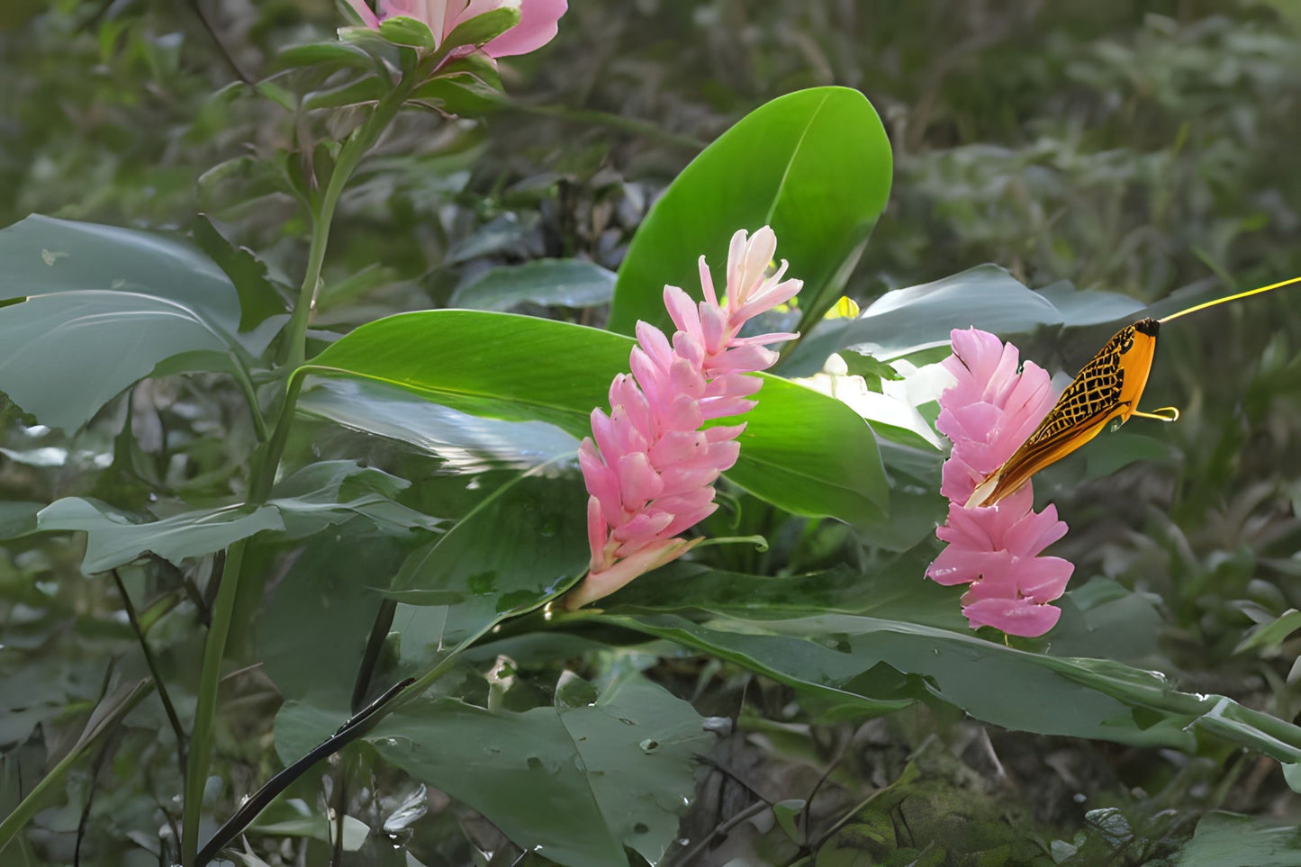 Pink Perfection Shell Ginger Rhizomes - 2 Fresh Alpinia hainanensis - Exotic Blooms & Fragrant Flowers - Easy to Grow Tropical Plant
