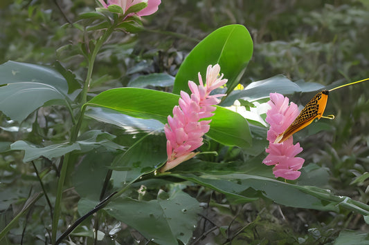 Pink Perfection Shell Ginger Rhizomes - 2 Fresh Alpinia hainanensis - Exotic Blooms & Fragrant Flowers - Easy to Grow Tropical Plant