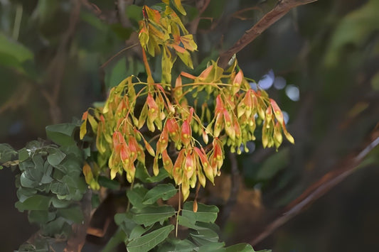 Tree Of Heaven (Ailanthus altissima winged)