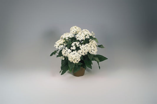 Pentas Plant 6in White Flowering Variety - Pentas lanceolata - Butterfly & Hummingbird Attraction for Garden Decor