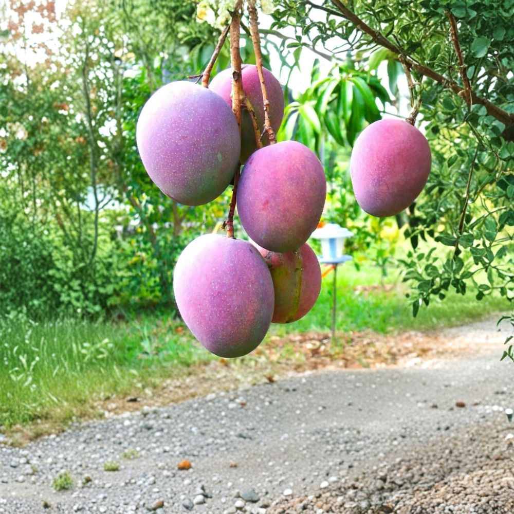 Tommy Atkins Mango Tree – Mangifera indica ‘Tommy Atkins’ Live Starter Plant | 10–14 Inches Tall | Red Mango Variety  Durable Classic | Vibrant Red Blush | Great for Home Growing