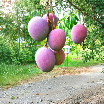 Tommy Atkins Mango Tree – Mangifera indica ‘Tommy Atkins’ Live Starter Plant | 10–14 Inches Tall | Red Mango Variety  Durable Classic | Vibrant Red Blush | Great for Home Growing