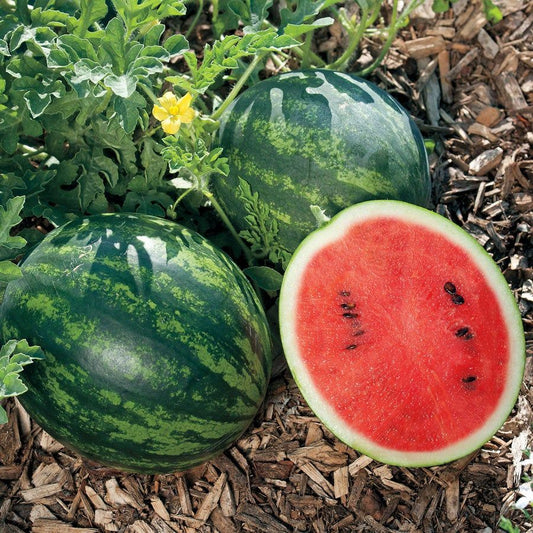 Sugarbaby watermelon 1 gram Seeds For Planting