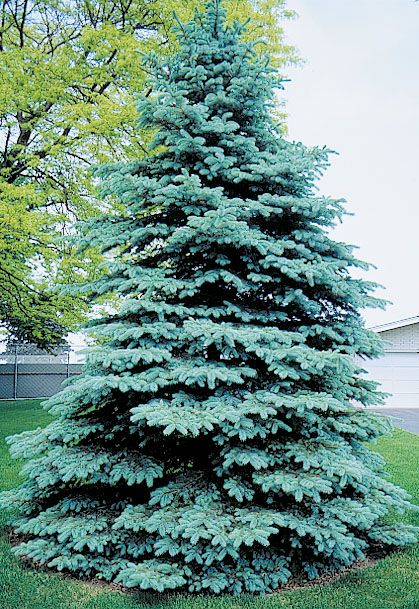 Picea Pungens glauca nm carson (Colorado Blue Pruce) Seeds For Planting