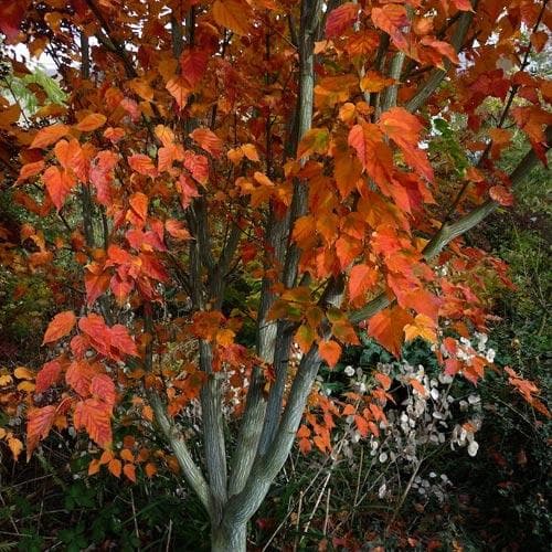 Acer grosseri var. hersii 10 Seeds For Planting