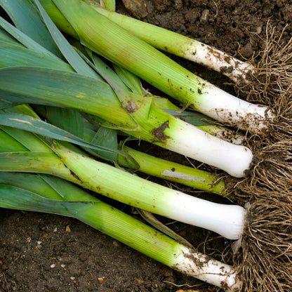 American Flag Leek