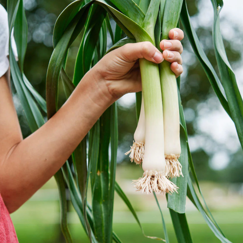 American Flag Leek