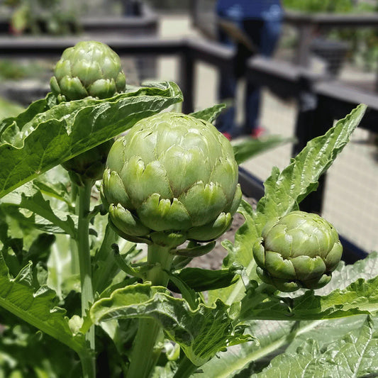 Artichoke Green Globe