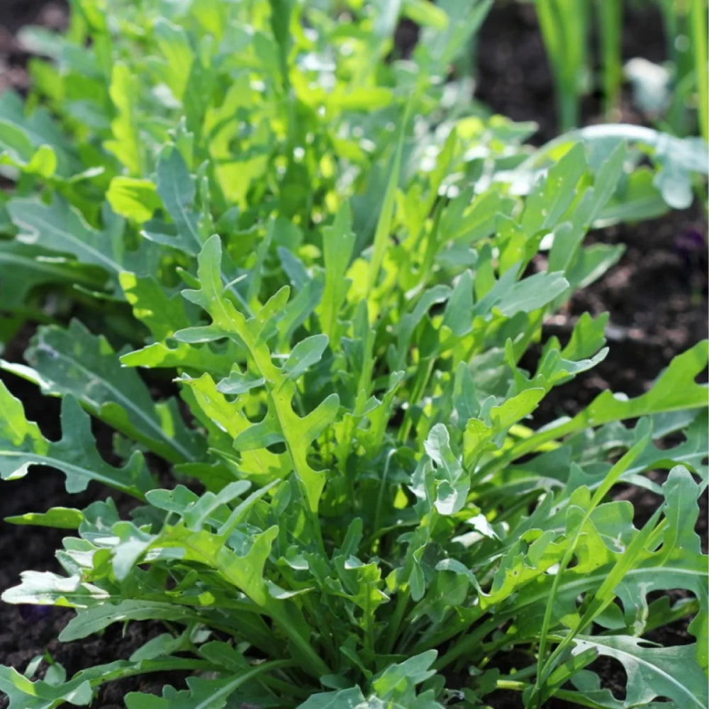 Arugula