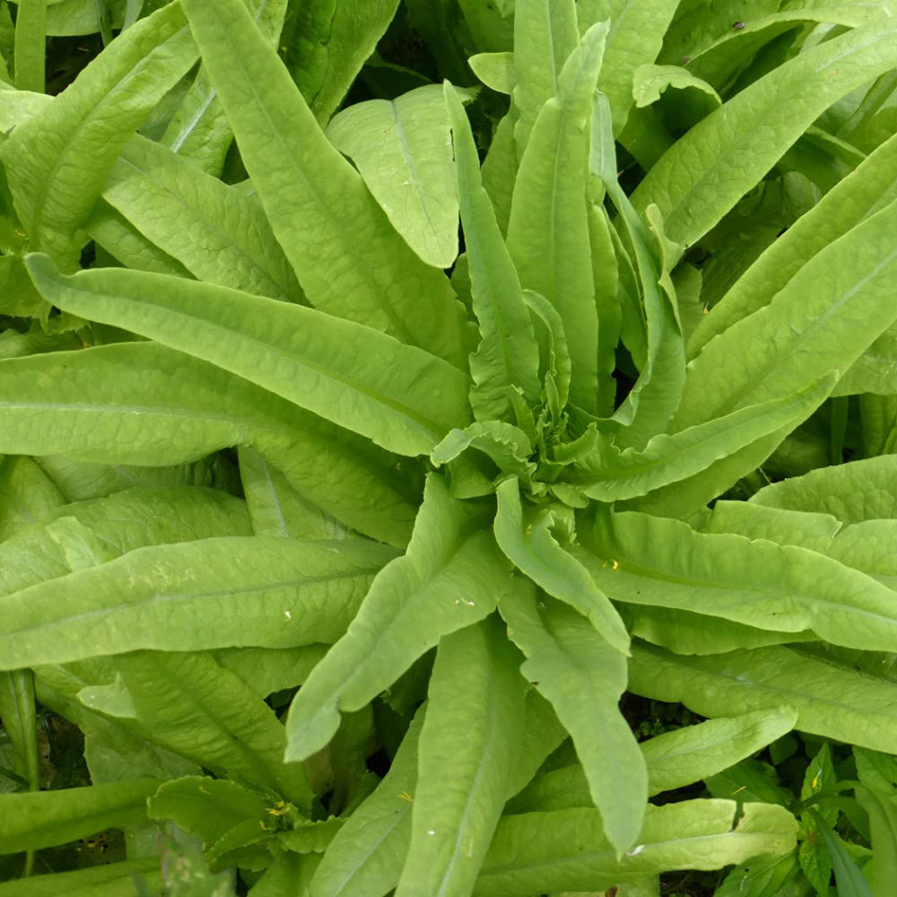Asparagus Lettuce - New Yu Mai (500 mg Seeds For Planting)
