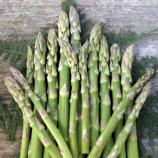 Asparagus Mary Washington