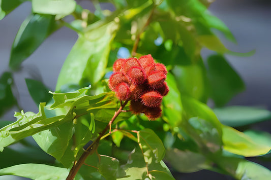 20x Fresh Annatto Lipstick Seeds, Bixa orellana, Edible for Food Coloring, Easy to Grow Tree Seeds
