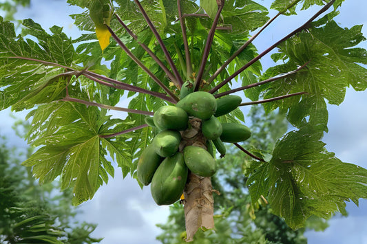 15 Papaya Seeds - Puerto Rico Variety - Sweet & Juicy - Fresh Harvested - Chemical-Free - Tropical Tree Seeds
