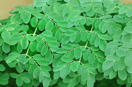20 Fresh Moringa Seeds | Drumstick Tree | Easy to Grow | Nutrient-Rich Leaves | Moringa Oleifera Seeds