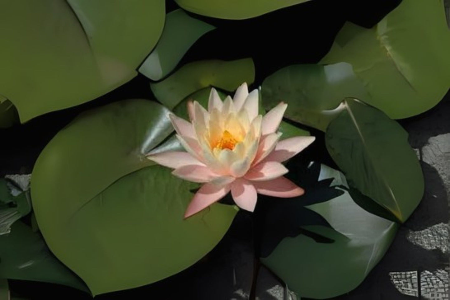 Nymphaea Cynthia Ann Winter Hardy Lily 3 Pack - Peach Blossoms - Aquatic Plant for Pond Decor - Nymphaea 'Cynthia Ann'