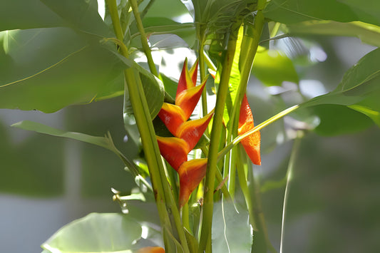 Stromanthe Jacquinii Heliconia Rhizomes - 2x Yellow Exotic Tropical Plants for Shade, Dense Clumping Marantaceae