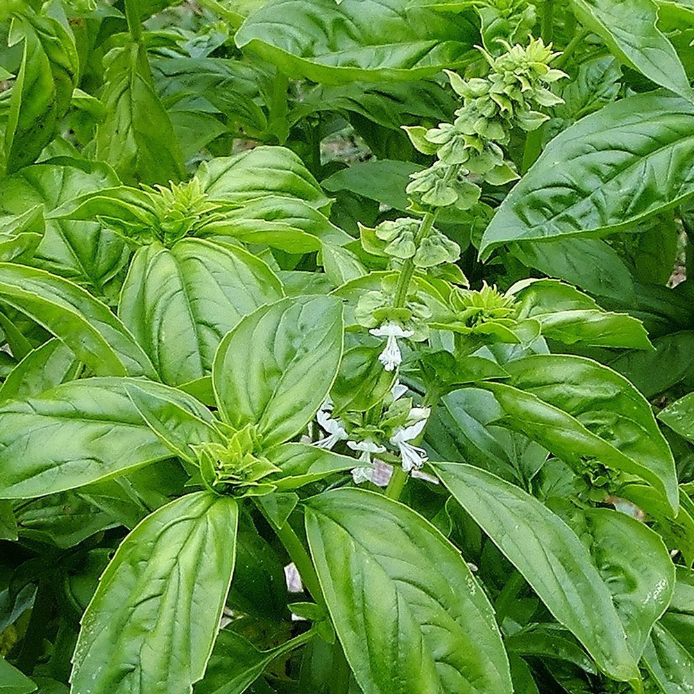 Basil Genovese Ocimum basilicum 700 Seeds For Planting