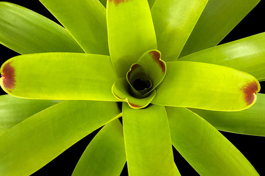 Vriesea Bon Fire Plant - 6" Tropical Bromeliad - Unique Colorful Foliage - Vriesea spp. - Healthy & Disease-Free