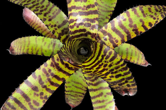 Neoregelia Plant in 6" Pot, Dragon Variety - Tropical Bromeliad, Neoregelia spp. for Indoor Gardening & Home Decor