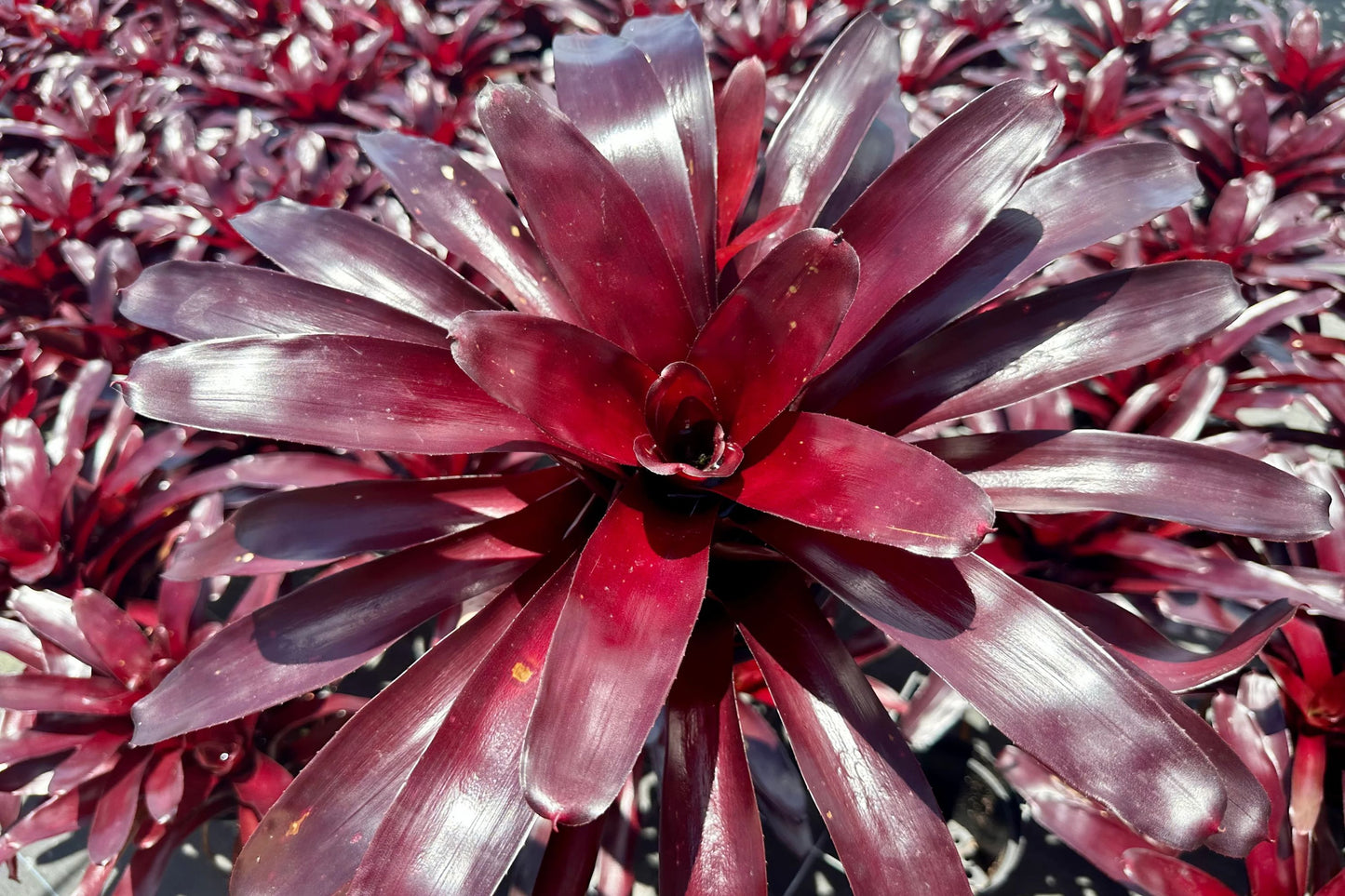 Bromeliad Plant Neoregelia Elwood 4" Pot | Indoor Tropical Houseplant | Air Purifying, Easy Care, Unique Foliage