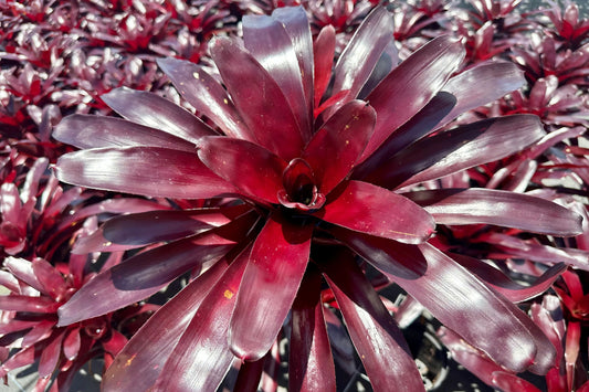 Bromeliad Plant Neoregelia Elwood 4" Pot | Indoor Tropical Houseplant | Air Purifying, Easy Care, Unique Foliage